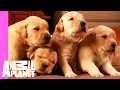 Growing Up Golden: Golden Retriever Puppies | Too Cute!