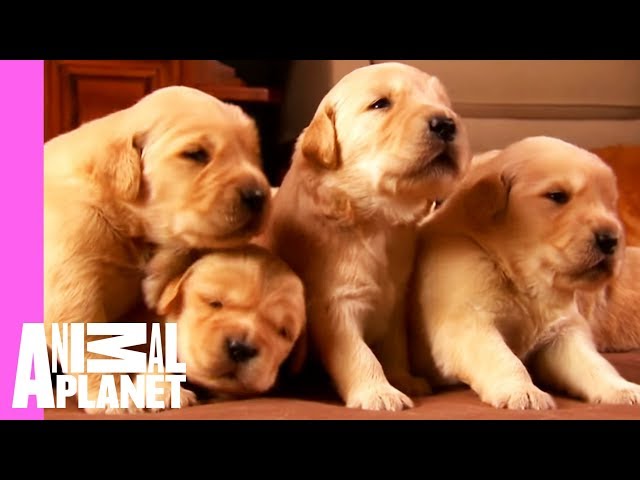 cute little golden retriever puppies