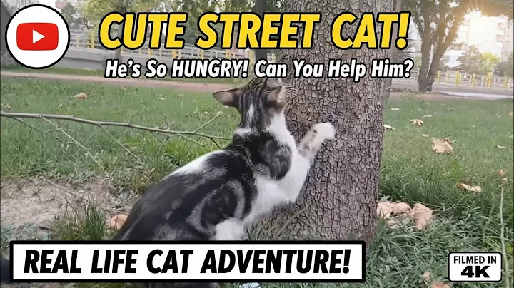 Video 11667341: cats catlover cutecat, straycats cutecat, cat reaction, cat food, cat first