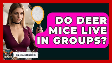 Do Deer Mice Live In Groups? - Insects and Invaders