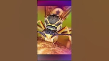 @ Ong bắp cày là loài ong cực độc. Cần biết để phòng tránh