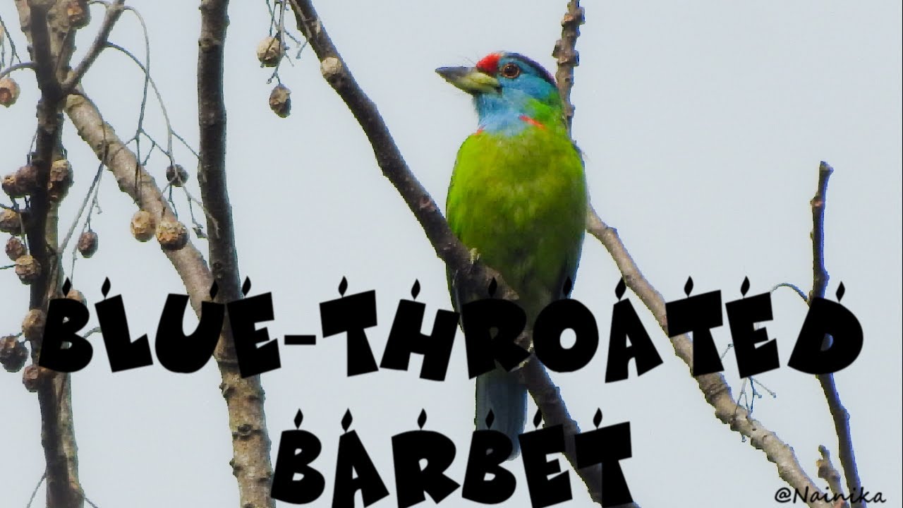 Blue-throated barbet 
