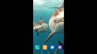 Dolphin Live Wallpaper screenshot 5