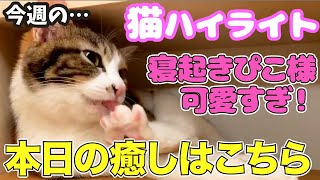 【猫】寝起きのぴこ様が可愛すぎ！本日の癒しはこちら【DaiGo切り抜き】