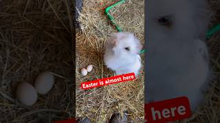 It’s almost Easter! See what’s in store! #cloverleaffarms #fyp #easter #bunny #deals #subscribe