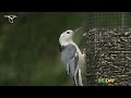 Bird Conservation and Big Day Quiz