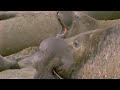 Violent Elephant Seal Fight | Battle of the Sexes in the Animal World | BBC Earth