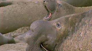 Violent Elephant Seal Fight - Battle of the Sexes in the Animal World - BBC Earth - BBC