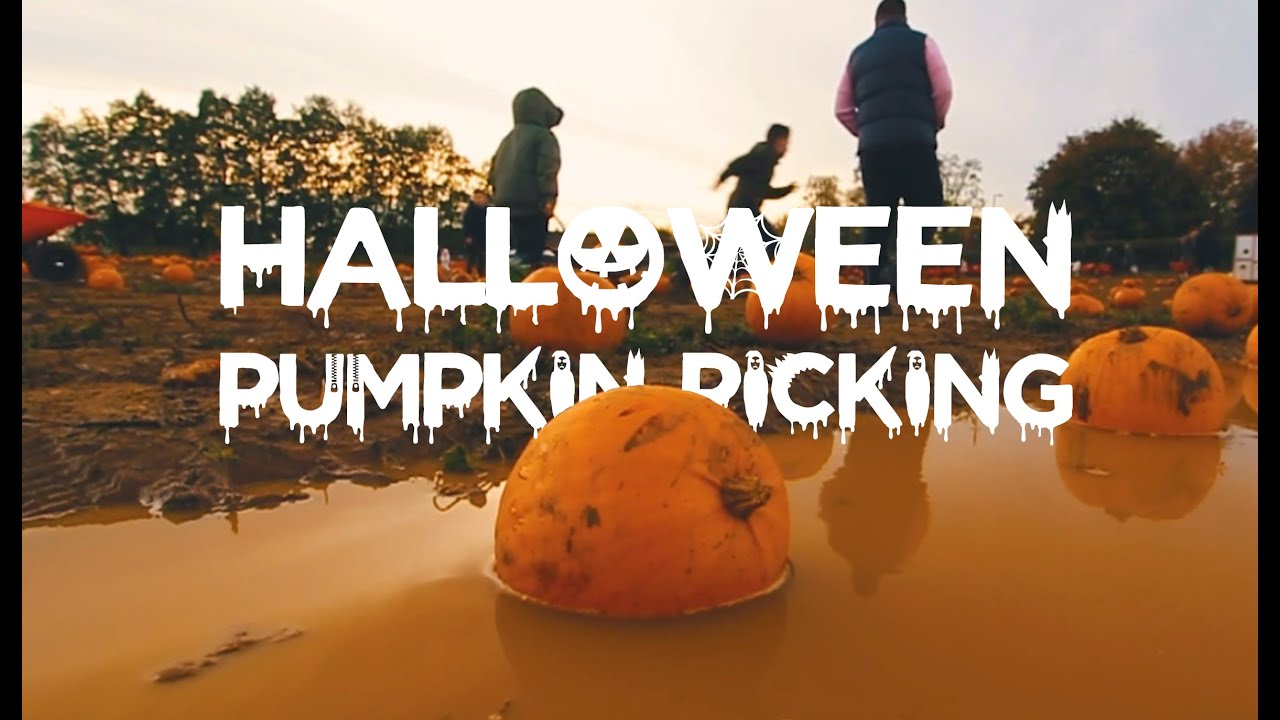 Millets Farm Berkshire UK | Happy Halloween PYO Pumpkin Picking 🎃