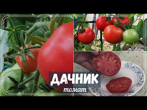 🍅 Томат Дачник| Один из моих любимых неприхотливых сортов