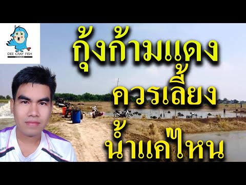 #กุ้งก้ามแดง ควรเลี้ยงน้ำแค่ไหน (เหมาะสำหรับมือใหม่) 6/5/63