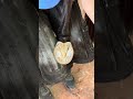 The soothing art of hoof care!
