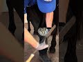 The soothing art of hoof care!