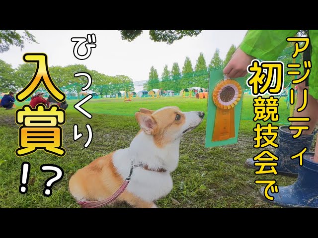 Agility competition debut] A fierce battle in the rain and mud led