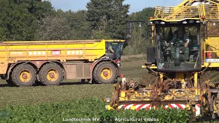 Ropa - Vredo - Fendt / Rübenernte - Harvesting Beets 2021