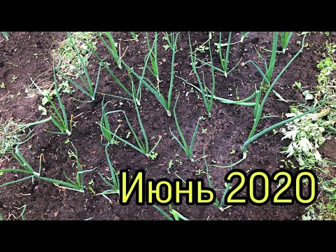 Лук эксибишен. Лук