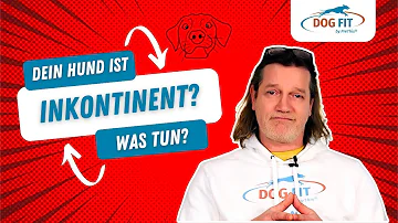 Welche Mittel bei Inkontinenz Hund?