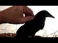 zizho a very late baby crow