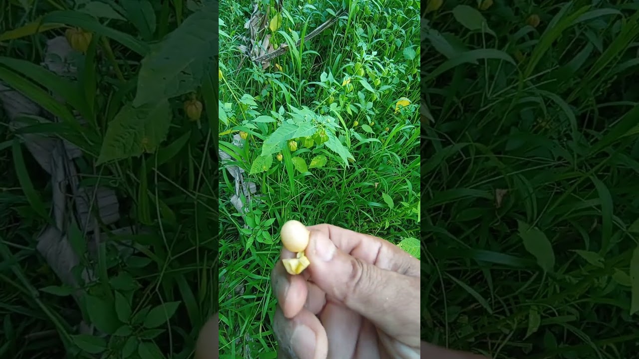 Physalis Angulata(Pangpuap)