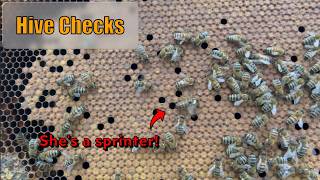 SOMD Beekeeping S2-EP15: Hive checks
