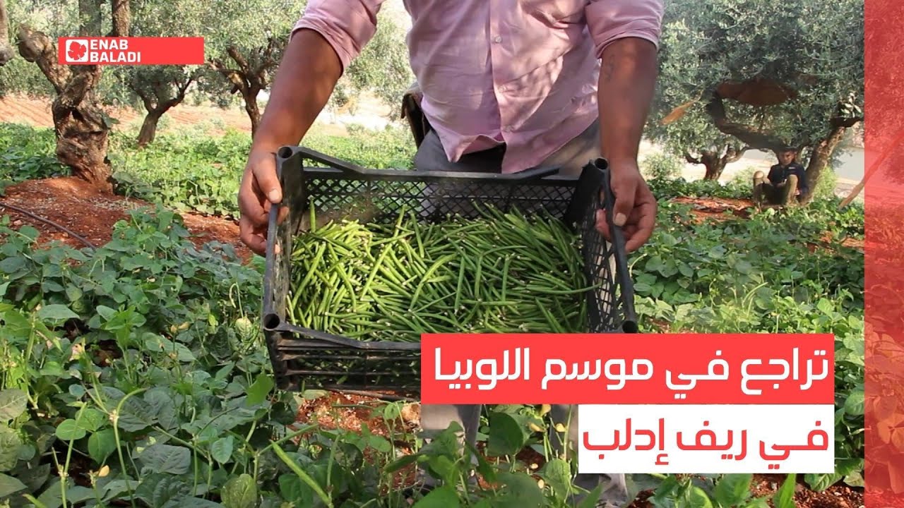 تراجع موسم اللوبيا في إدلب يدفع المزارعين للتخلي عنها