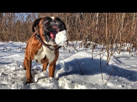 С собакой не соскучишься.Тайсон ловит снежки тайсон майк дети