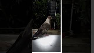 Comment Kre Konsa Breed Nasal H