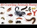  रेंगने वाले जानवरों के नाम सीखे । 20 Crawling Animals Name in hindi and english for kids #animals 
