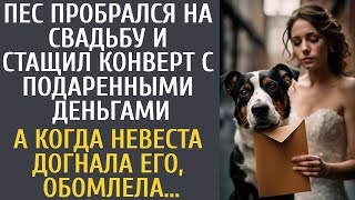 Пес пробрался на свадьбу и стащил конверт с подаренными деньгами… А догнав его, невеста обмерла…