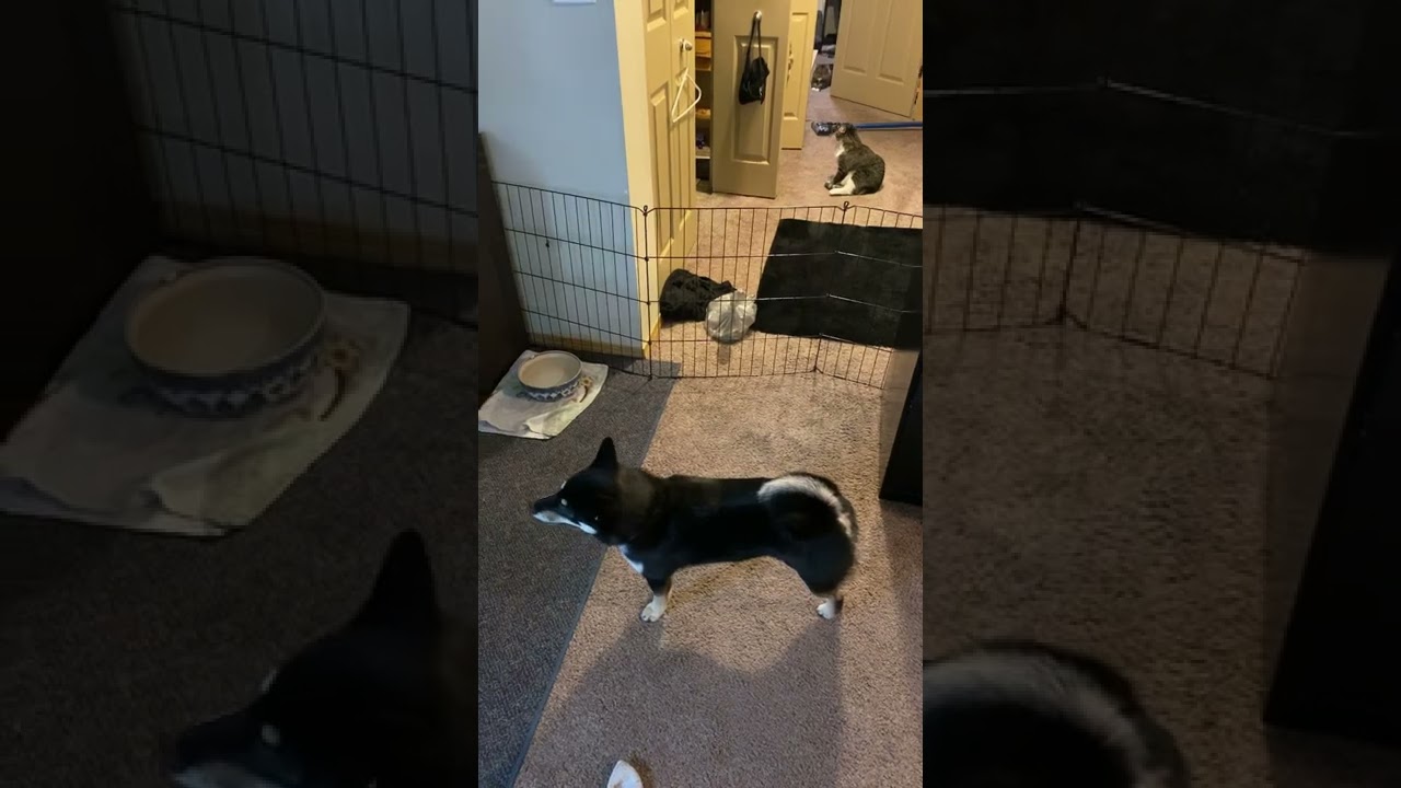 Shiba Inu Investigates Kennel