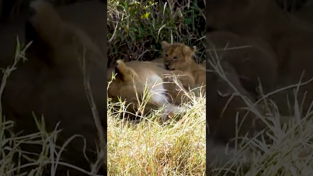 Quiet Savannah Moments — Lions & Calming Music