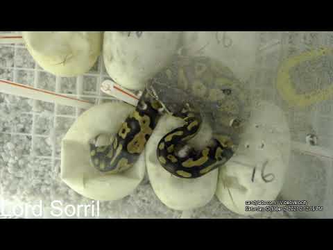 Ball Pythons Hatching-Clutch #16-2021 Time Lapse 69 Days