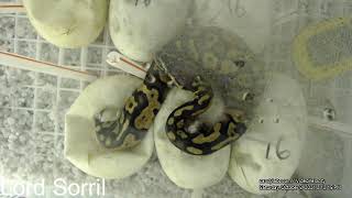 Celebrity Ball Pythons Hatching-Clutch #16-2021 Time Lapse 69 Days Wealth