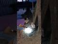 NENEK PELIHARA TUYUL #shotrs #comedy #funny