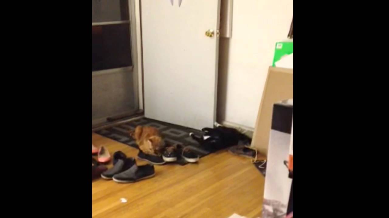 GOBRINS IS THE FINAL BOSS