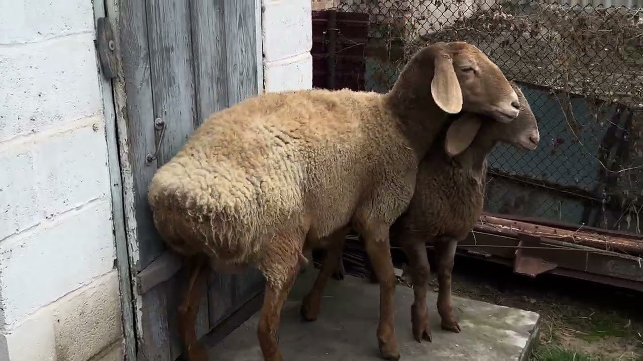 Ассалам алейкум! Козулуу кой сатылат. Адрес Военно-Антоновка. Тел: 0500542929