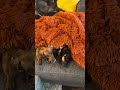 4 Doxies, 1 Couch, Endless Naps 😂