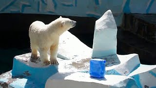 Мама Герда и медвежата радуются зрителям и выступают перед ними.