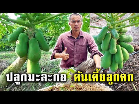 ปลูกมะละกอให้ต้นเตี้ยลูกดก