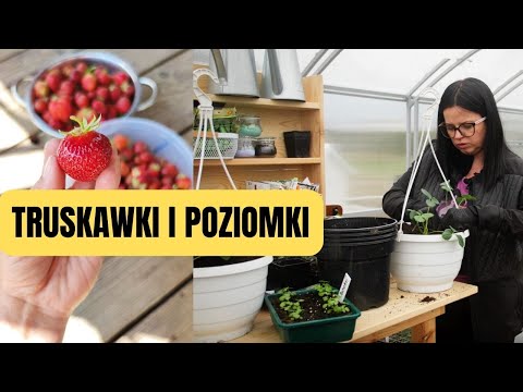 TRUSKAWKI do gruntu