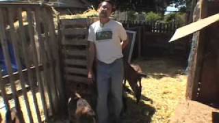 Where it s legal to farm goats in the city