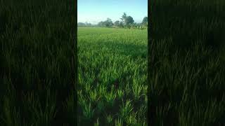 Download Lagu Ebiet G Ade | berita kepada kawan | Sawah hijau Incaran Developer MP3