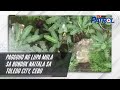 Pagguho ng lupa mula sa bundok naitala sa Toledo City, Cebu | TV Patrol