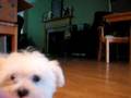 how to train your puppy to leave it...Male Maltese Puppy 12 weeks how to train your puppy to leave it...Male Maltese Puppy 12 weeks