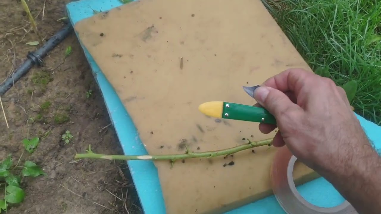 Očkovanie broskyne, peach grafting
