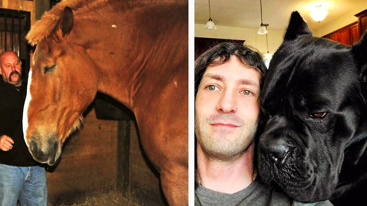 Absolute Units Things So Big People Had to Share