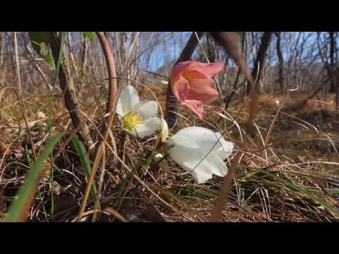 Video: Qafqaz Hellebore (35 şəkil): Təsviri. Ot Harada Böyüyür Və özünüz Necə Yetişdirə Bilərsiniz? Çiçəklərin əkilməsi Və Onlara Qulluq Edilməsi