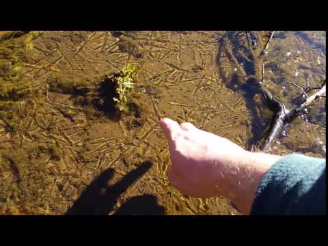 Ice at Sheba Dam- Hanging Rock 22.07.2017