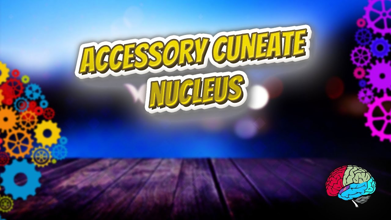 Accessory Cuneate Nucleus Know It ALL 🔊 YouTube