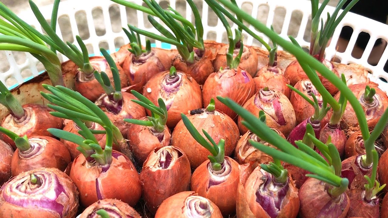 Growing onions on water | Growing onions at home is very simple